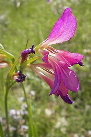 Gladiolus italicus \ Gladiole / Field Gladiolus, F Causse du Larzac 3.6.2009