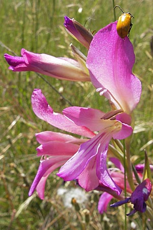 Gladiolus italicus \ Gladiole, F Causse du Larzac 3.6.2009