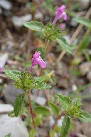 Galeopsis ladanum \ Breitblttriger Hohlzahn, F Col de la Bonette 8.7.2016