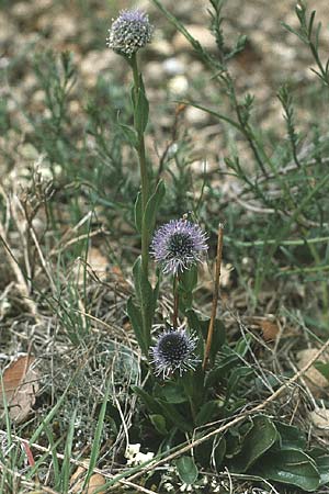 Globularia bisnagarica \ Gewhnliche Kugelblume, F Montelimar 6.5.1984