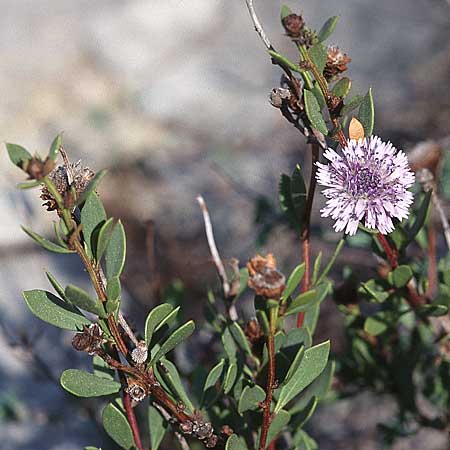 Globularia alypum / Wild Senna, F Marseille 19.3.1999