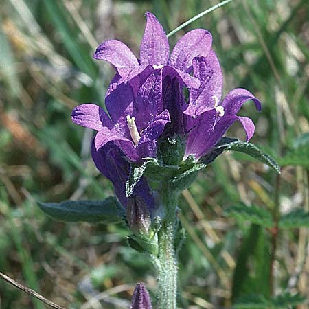 Campanula glomerata \ Knuel-Glockenblume / Clustered Bellflower, F Lothringen/Lorraine Obergailbach 16.5.1998