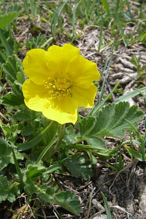 Geum montanum \ Berg-Nelkenwurz, F Col Agnel 22.6.2008