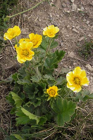 Geum montanum \ Berg-Nelkenwurz / Alpine Avens, F Col de la Bonette 8.7.2016