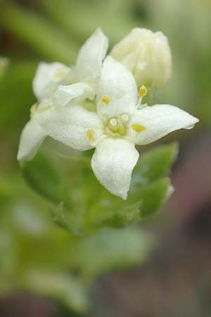 Galium megalospermum \ Schweizer Labkraut / Swiss Bedstraw, F Col de la Bonette 8.7.2016