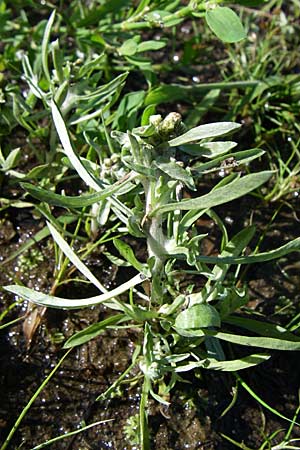 Gnaphalium uliginosum \ Sumpf-Ruhrkraut, F Vogesen, Lac de la Lauch 3.8.2008