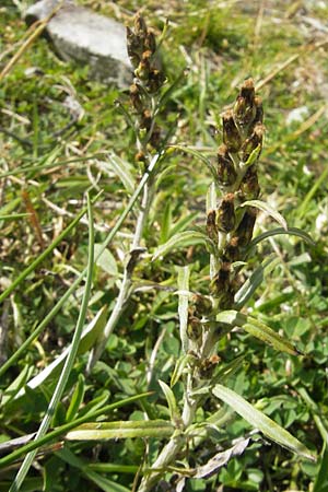 Gnaphalium sylvaticum \ Wald-Ruhrkraut, F Pyrenäen, Gourette 25.8.2011