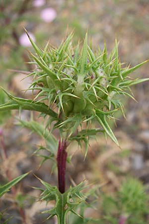 Carlina corymbosa / Carline Thistle, F Rivesaltes 24.6.2008