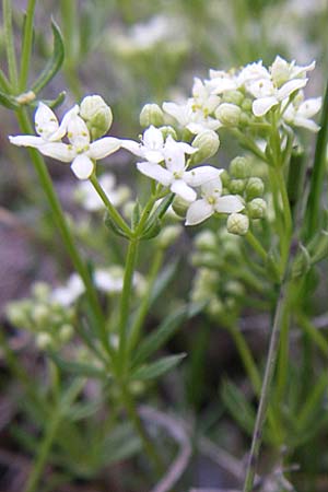 Galium pusillum \ Kleines Labkraut / Least Mountain Bedstraw, Dwarf Ladies' Bedstraw, F Col du Galibier 21.6.2008