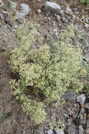 Galium lucidum \ Glanz-Labkraut / Shining Bedstraw, F Col de la Bonette 8.7.2016