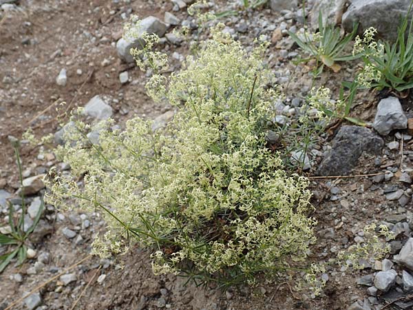 Galium lucidum \ Glanz-Labkraut / Shining Bedstraw, F Col de la Bonette 8.7.2016