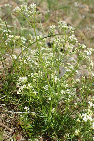 Galium pumilum \ Heide-Labkraut, Zierliches Labkraut / Slender Bedstraw, F Collet de Allevard 9.7.2016