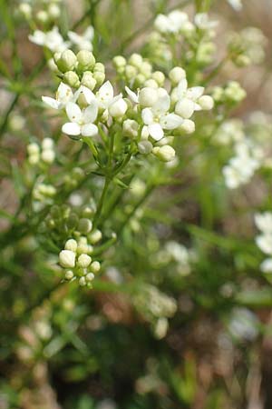 Galium pumilum \ Heide-Labkraut, Zierliches Labkraut / Slender Bedstraw, F Collet de Allevard 9.7.2016