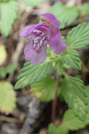 Galeopsis pyrenaica \ Pyrenen-Hohlzahn / Pyrenean Hemp-Nettle, F Pyrenäen/Pyrenees, Canigou 24.7.2018