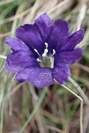 Gentiana pyrenaica \ Pyrenen-Enzian, F Pyrenäen, Mont Llaret 31.7.2018