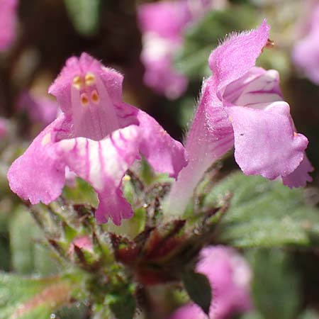 Galeopsis pyrenaica \ Pyrenen-Hohlzahn / Pyrenean Hemp-Nettle, F Pyrenäen/Pyrenees, Puigmal 1.8.2018