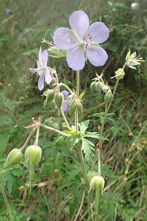 Geranium pratense \ Wiesen-Storchschnabel / Meadow Crane's-Bill, F Pyrenäen/Pyrenees, Segre - Schlucht / Gorge 2.8.2018