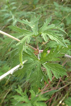 Geranium pratense / Meadow Crane's-Bill, F Pyrenees, Segre - Gorge 2.8.2018