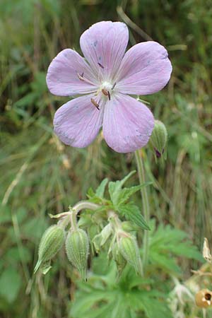 Geranium pratense \ Wiesen-Storchschnabel / Meadow Crane's-Bill, F Pyrenäen/Pyrenees, Segre - Schlucht / Gorge 2.8.2018