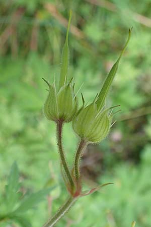 Geranium pratense / Meadow Crane's-Bill, F Pyrenees, Segre - Gorge 2.8.2018