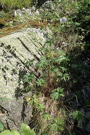 Geranium pratense / Meadow Crane's-Bill, F Pyrenees, Segre - Gorge 2.8.2018