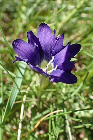 Gentiana pyrenaica \ Pyrenen-Enzian, F Pyrenäen, Mont Louis 3.8.2018