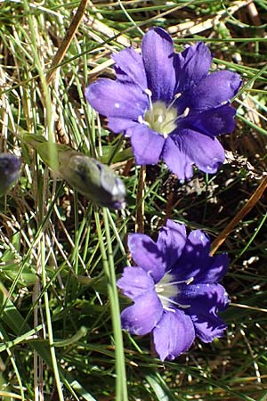 Gentiana pyrenaica \ Pyrenen-Enzian, F Pyrenäen, Mont Louis 3.8.2018