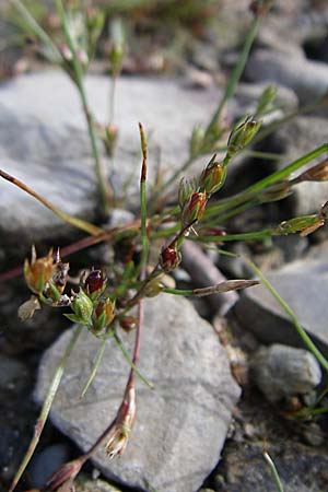 Juncus bufonius \ Krten-Binse, F Vogesen, Lac de la Lauch 3.8.2008