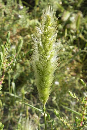 Polypogon maritimus \ Strand-Brstengras / Mediterranean Beard Grass, F Stes. Maries 26.5.2009