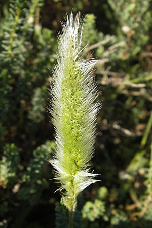 Polypogon maritimus \ Strand-Brstengras / Mediterranean Beard Grass, F Stes. Maries 26.5.2009