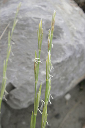 Elymus farctus \ Binsen-Quecke, Strandweizen, F Sète 4.6.2009