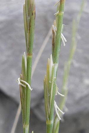 Elymus farctus \ Binsen-Quecke, Strandweizen / Sand Couch, See Wheat, F Sète 4.6.2009