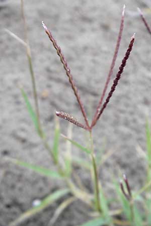 Cynodon dactylon \ Hundszahn-Gras / Bermuda Grass, Cocksfoot Grass, F Sète 6.6.2009