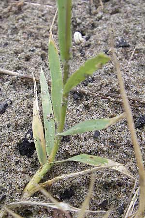 Cynodon dactylon \ Hundszahn-Gras / Bermuda Grass, Cocksfoot Grass, F Sète 6.6.2009