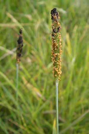 Alopecurus aequalis \ Gelbroter Fuchsschwanz / Orange Foxtail, F Sundgau 6.10.2009