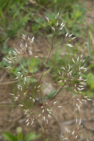 Aira caryophyllea \ Nelken-Haferschmiele / Common Silver Hair-Grass, F Bitche 25.6.2011