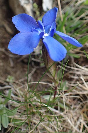 Gentiana rostanii \ Rostans Enzian / Rostan's Gentian, F Col de la Bonette 8.7.2016