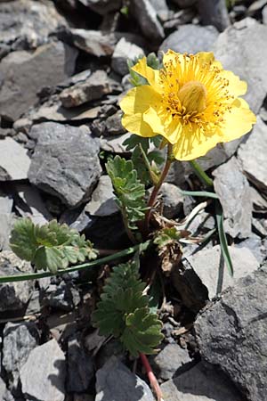 Geum reptans \ Kriechende Nelkenwurz / Creeping Avens, F Col de la Bonette 8.7.2016