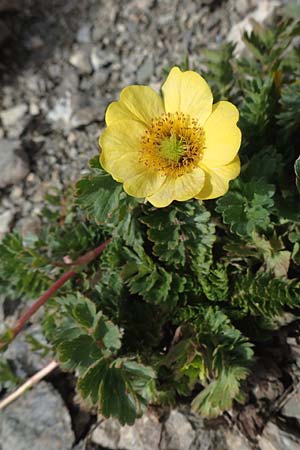 Geum reptans \ Kriechende Nelkenwurz / Creeping Avens, F Col de la Bonette 8.7.2016