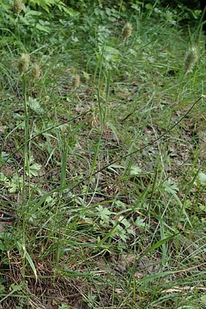 Phleum rhaeticum \ Rtisches Alpen-Lieschgras, F Pyrenäen, Canigou 24.7.2018