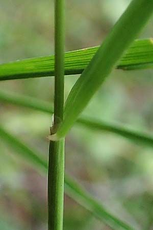 Phleum rhaeticum \ Rtisches Alpen-Lieschgras / Rhaetian Cat's-Tail, F Pyrenäen/Pyrenees, Canigou 24.7.2018