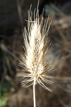 Cynosurus echinatus \ Grannen-Kammgras / Bristly Dogstail Grass, Rough Dogstail, F Pyrenäen/Pyrenees, Caranca - Schlucht / Gorge 30.7.2018