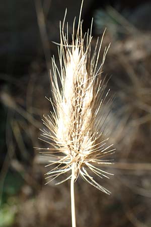 Cynosurus echinatus \ Grannen-Kammgras, F Pyrenäen, Caranca - Schlucht 30.7.2018