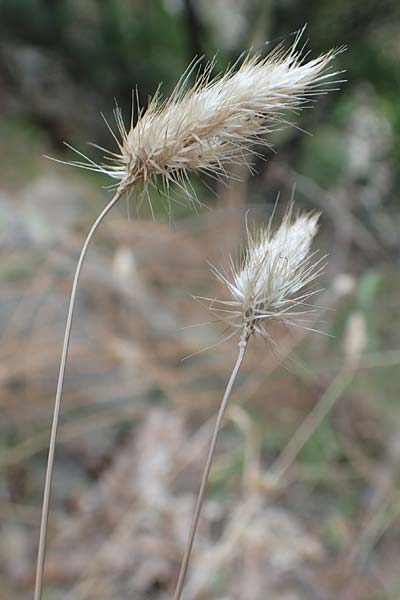 Cynosurus echinatus \ Grannen-Kammgras, F Pyrenäen, Caranca - Schlucht 30.7.2018