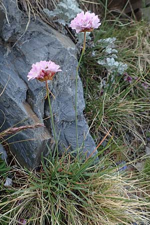 Armeria maritima subsp. alpina \ Alpen-Grasnelke, F Pyrenäen, Puigmal 1.8.2018