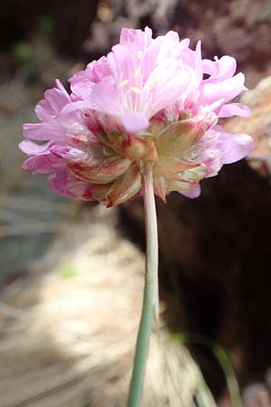 Armeria maritima subsp. alpina \ Alpen-Grasnelke / Alpine Thrift, F Pyrenäen/Pyrenees, Puigmal 1.8.2018