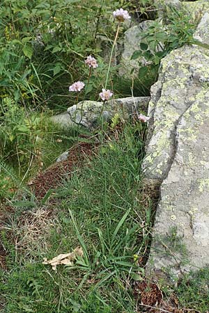 Armeria maritima subsp. alpina \ Alpen-Grasnelke, F Pyrenäen, Eyne 4.8.2018