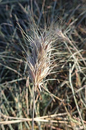 Bromus madritensis \ Mittelmeer-Trespe / Compact Brome, F Canet-en-Roussillon 11.8.2018