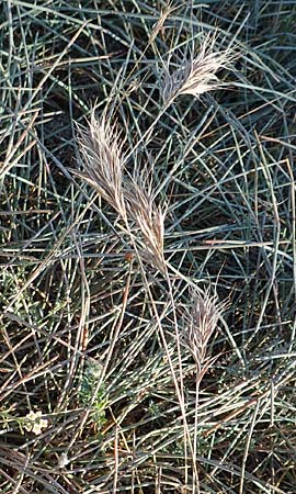 Bromus madritensis \ Mittelmeer-Trespe / Compact Brome, F Canet-en-Roussillon 11.8.2018