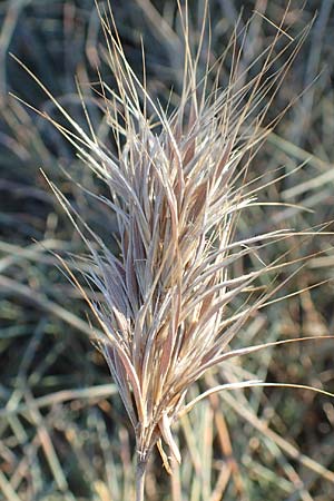 Bromus madritensis \ Mittelmeer-Trespe, F Canet-en-Roussillon 11.8.2018